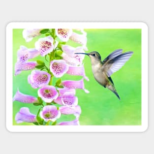 Hummingbird and Foxglove Sticker